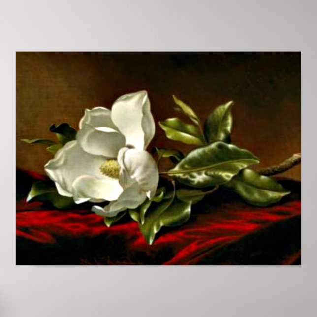 Póster Magnolia Grandiflora-1895,_Martin Johnson Heade (Frente)