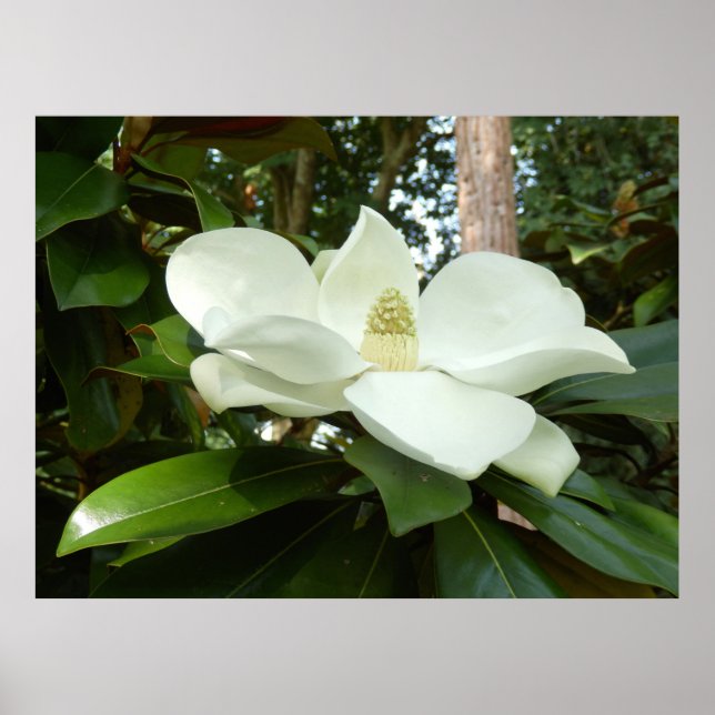 Póster Magnolia Grandiflora Poster (Frente)