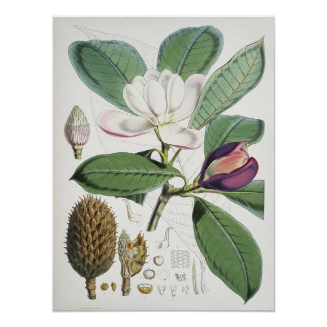 Póster Magnolia Hodgsonii (Anverso)