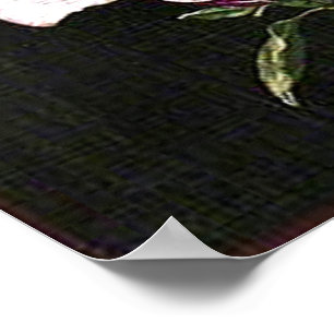 Póster Magnolia japonesa