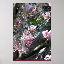 Póster Magnolia japonesa Poster -24x36 -otros tamaños tam