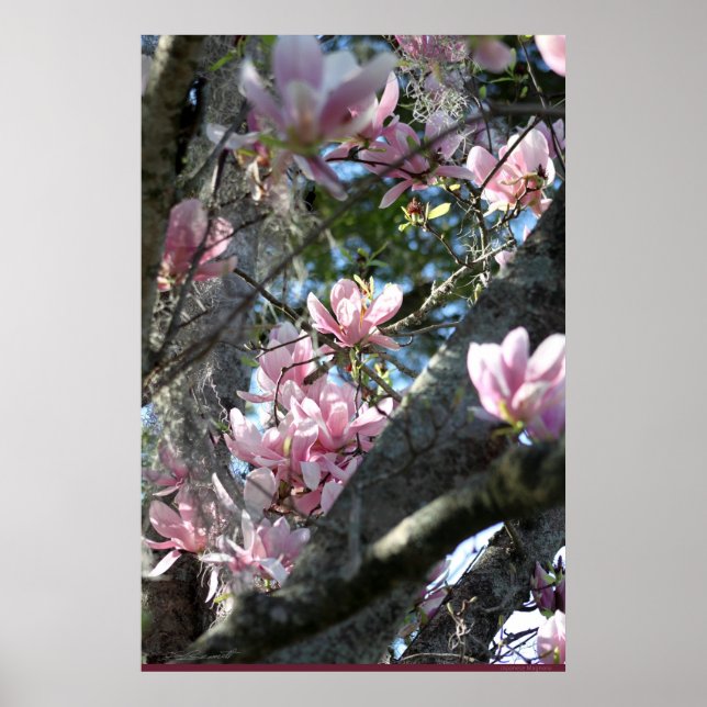 Póster Magnolia japonesa Poster -24x36 -otros tamaños tam (Frente)