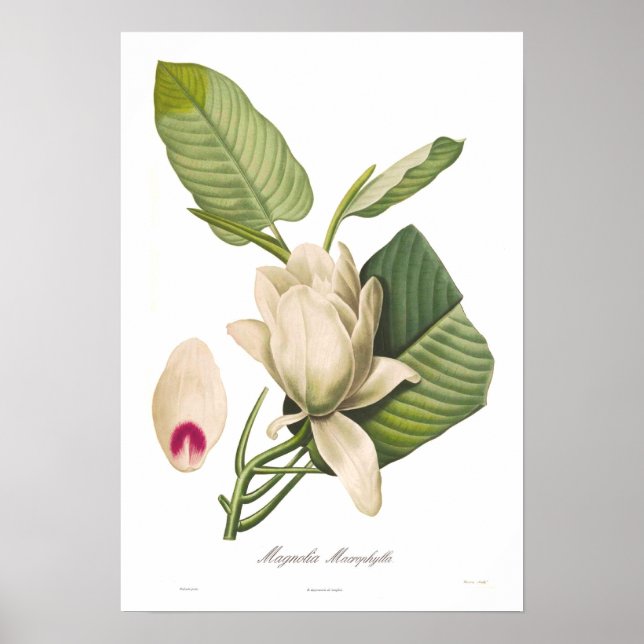 Póster Magnolia macrophylla (Frente)