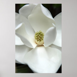 Póster Magnolia misteriosa