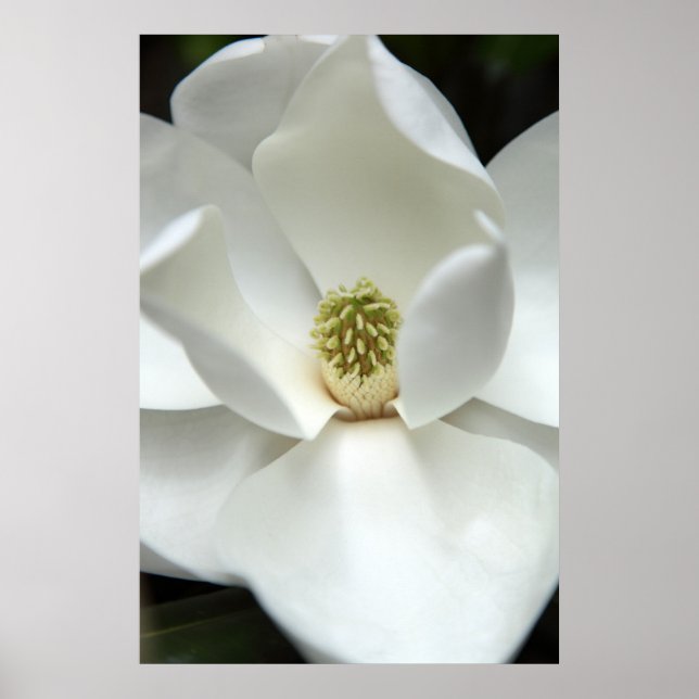Póster Magnolia misteriosa (Frente)