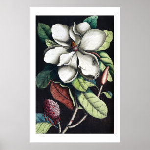 Póster Magnolia poster