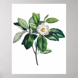 Póster Magnolia poster