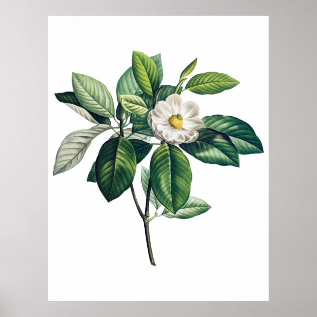 Póster Magnolia poster (Frente)