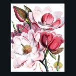 Póster Magnolia Poster<br><div class="desc">Hermoso ilustracion botánico de magnolias</div>