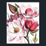 Póster Magnolia Poster<br><div class="desc">Hermoso ilustracion botánico de magnolias</div>