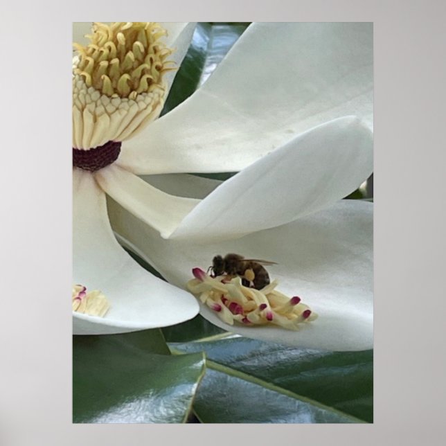Póster Magnolia PRIMER PLANO (Frente)