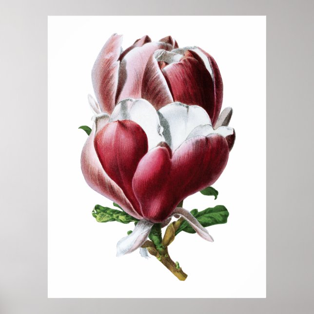 Póster Magnolia rosa poster de flores grandes (Frente)
