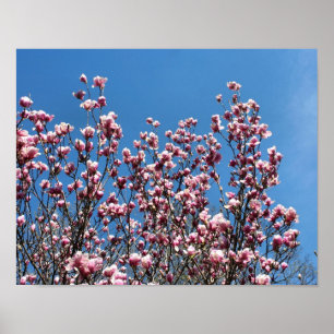 Póster Magnolia rosa primavera florecimiento cielo azul