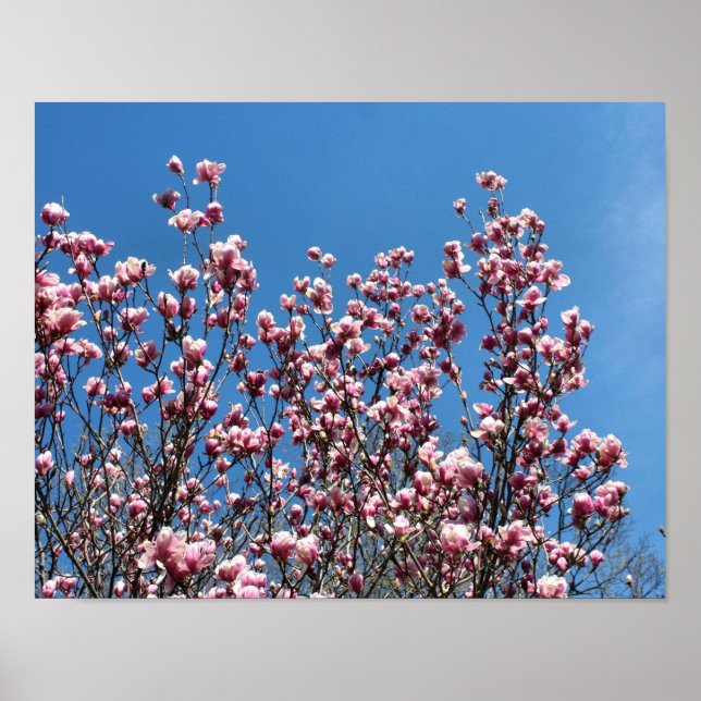 Póster Magnolia rosa primavera florecimiento cielo azul (Frente)
