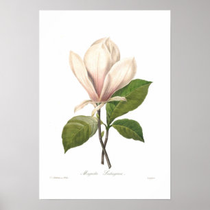 Póster Magnolia soulangiana