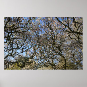 Póster Magnolia Trees, Branches and Blossom 02
