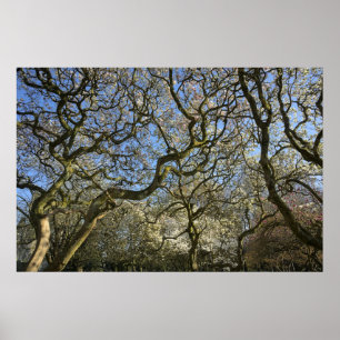 Póster Magnolia Trees, Branches and Blossom 03