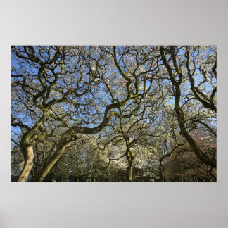 Póster Magnolia Trees, Branches and Blossom 03