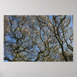Póster Magnolia Trees, Branches and Blossom 04