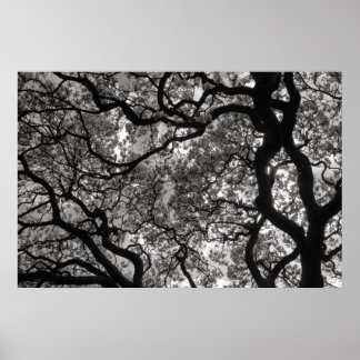 Póster Magnolia Trees en Florencia 02