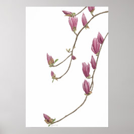 Póster Magnolia Vine Poster