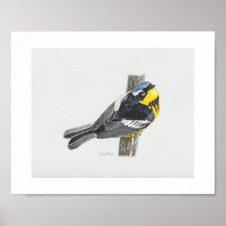 Póster Magnolia Warbler Art Print