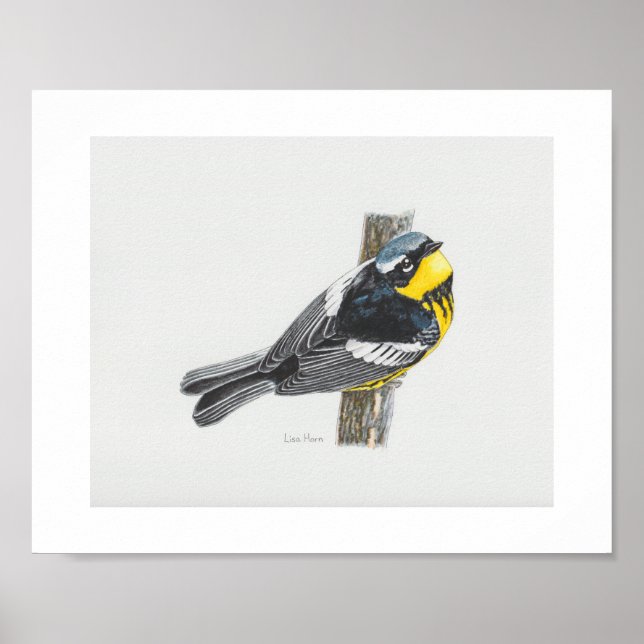 Póster Magnolia Warbler Art Print (Frente)