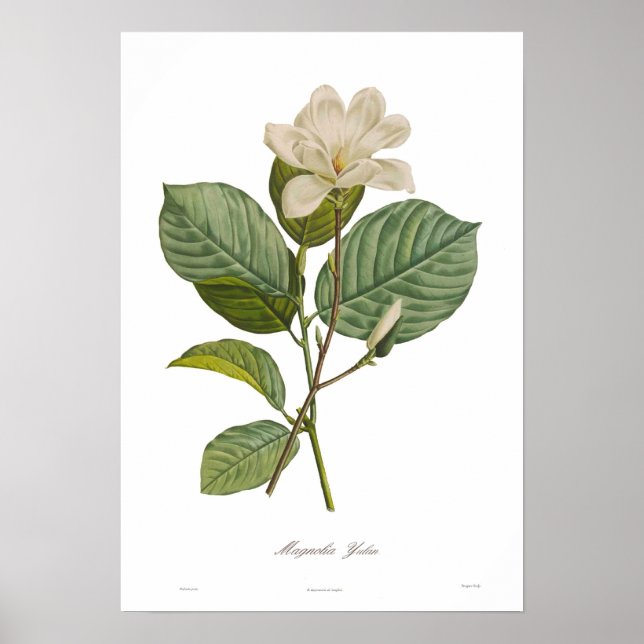 Póster Magnolia yulan (Frente)