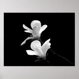 Póster Magnolias