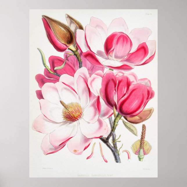 Póster Magnolias (Frente)