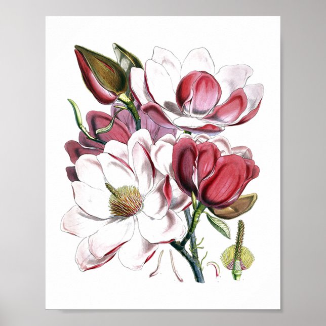 Póster Magnolias blancas Flores Vintage Ilustracion antig (Frente)