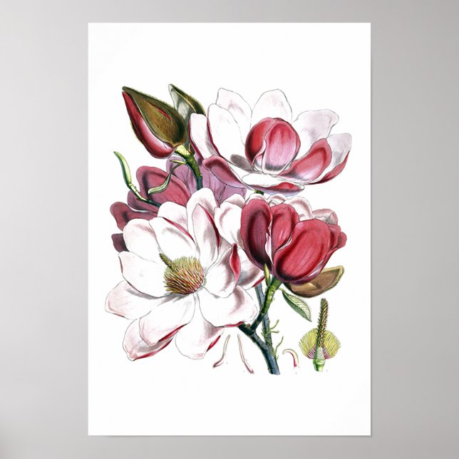 Póster Magnolias blancas Flores Vintage Ilustracion antig (Frente)