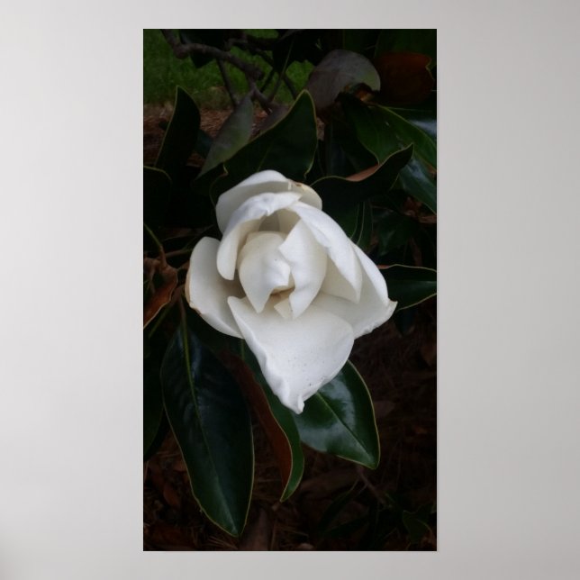 Póster Magnolias de sky boivin (Frente)
