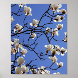 Póster Magnolias florecientes