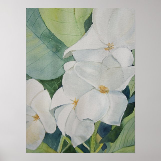Póster Magnolias Poster (Frente)