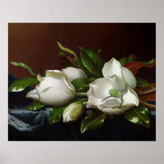 Póster Magnolias sobre azul claro por Martin Johnson Head