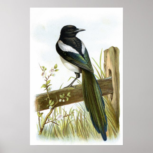Póster Magpie (Frente)