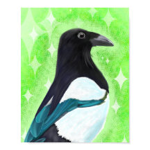 Magpie curioso