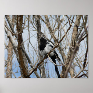 Póster Magpie de factura negra, Colorado