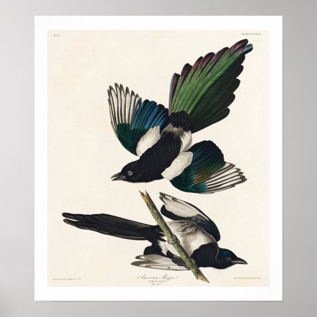 Póster Magpie estadounidense por Audubon Poster (Frente)