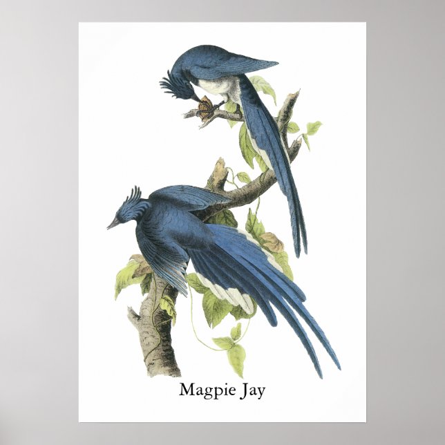 Póster Magpie Jay, John Audubon (Frente)