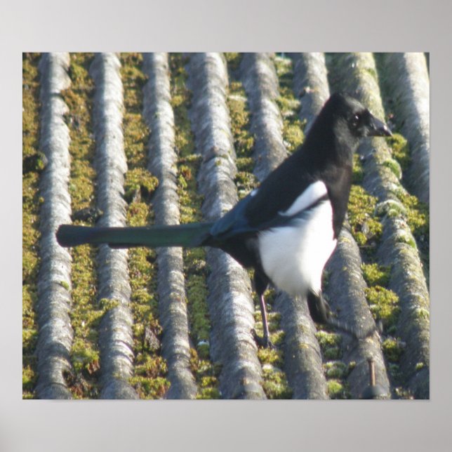 Póster Magpie with a beady eye Print (Frente)