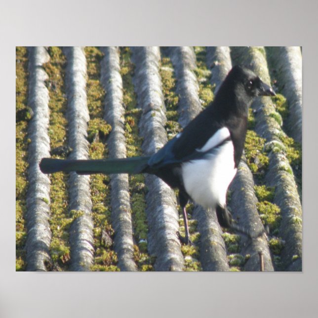 Póster Magpie with a beady eye Print (Frente)