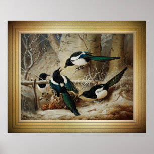 Póster Magpies rodean a una capercaille muerta