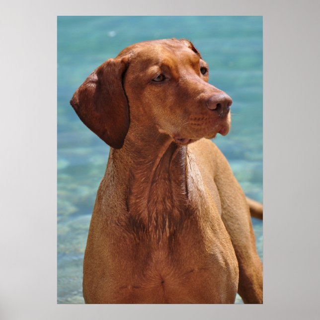 Póster Magyar Vizsla Dog (Frente)