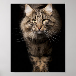 Póster Maine Coon big cat kitty voices