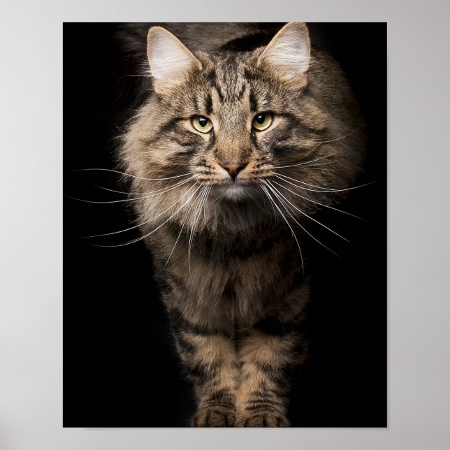 Póster Maine Coon big cat kitty voices (Frente)