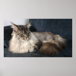 Póster Maine Coon Cat