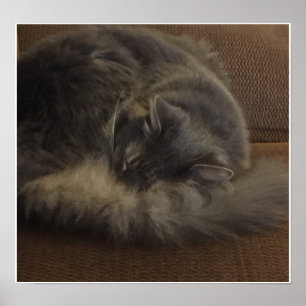 Póster Maine Coon Cat