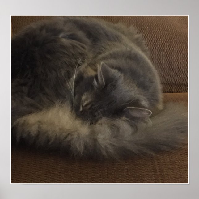 Póster Maine Coon Cat (Frente)